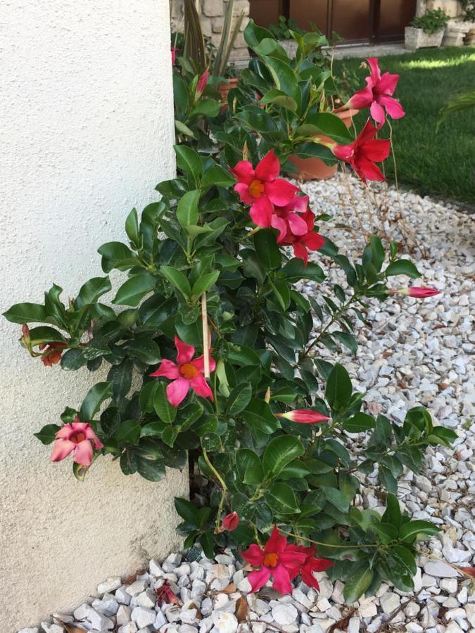 Mas Halcyon Provence Bed & Breakfast Avignon Exterior foto